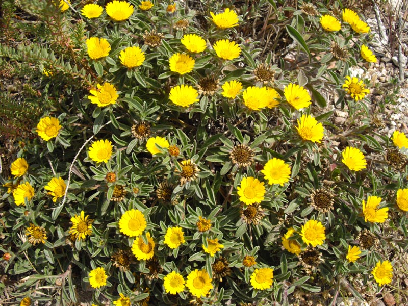 Pallenis maritima photo